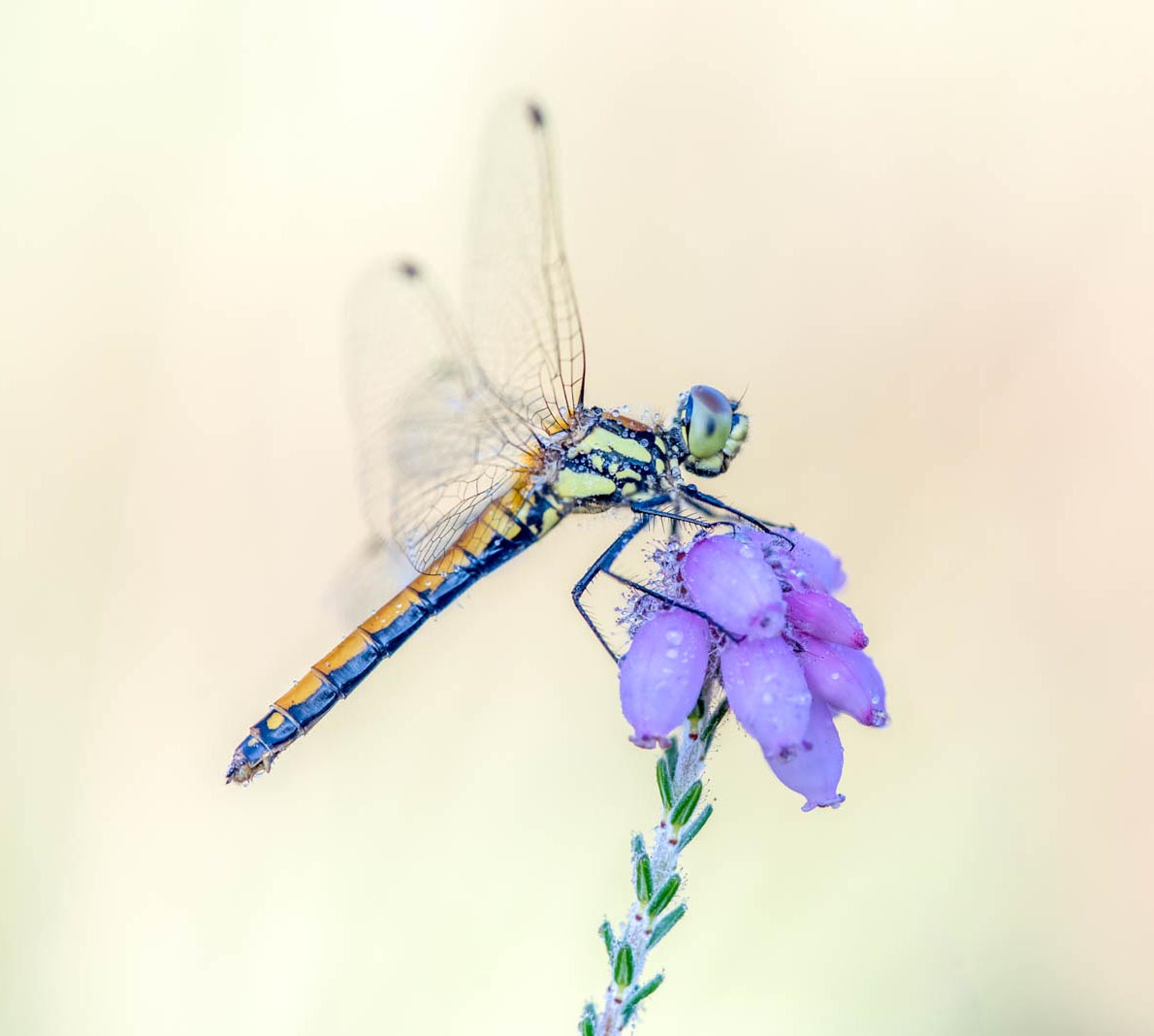 20150710-20150710__Padvindersven_1559_bewerkt