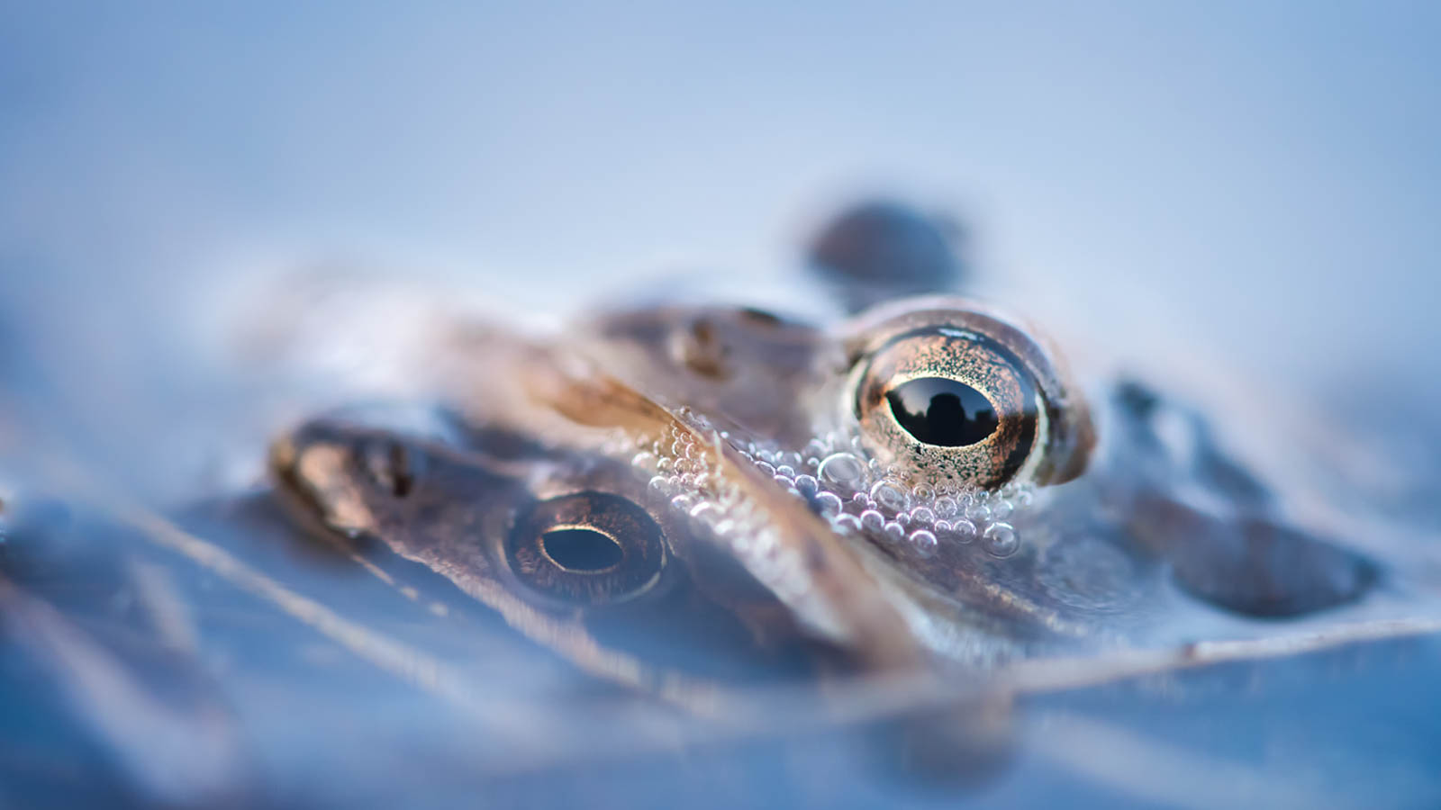 ED05638_heikikker_output