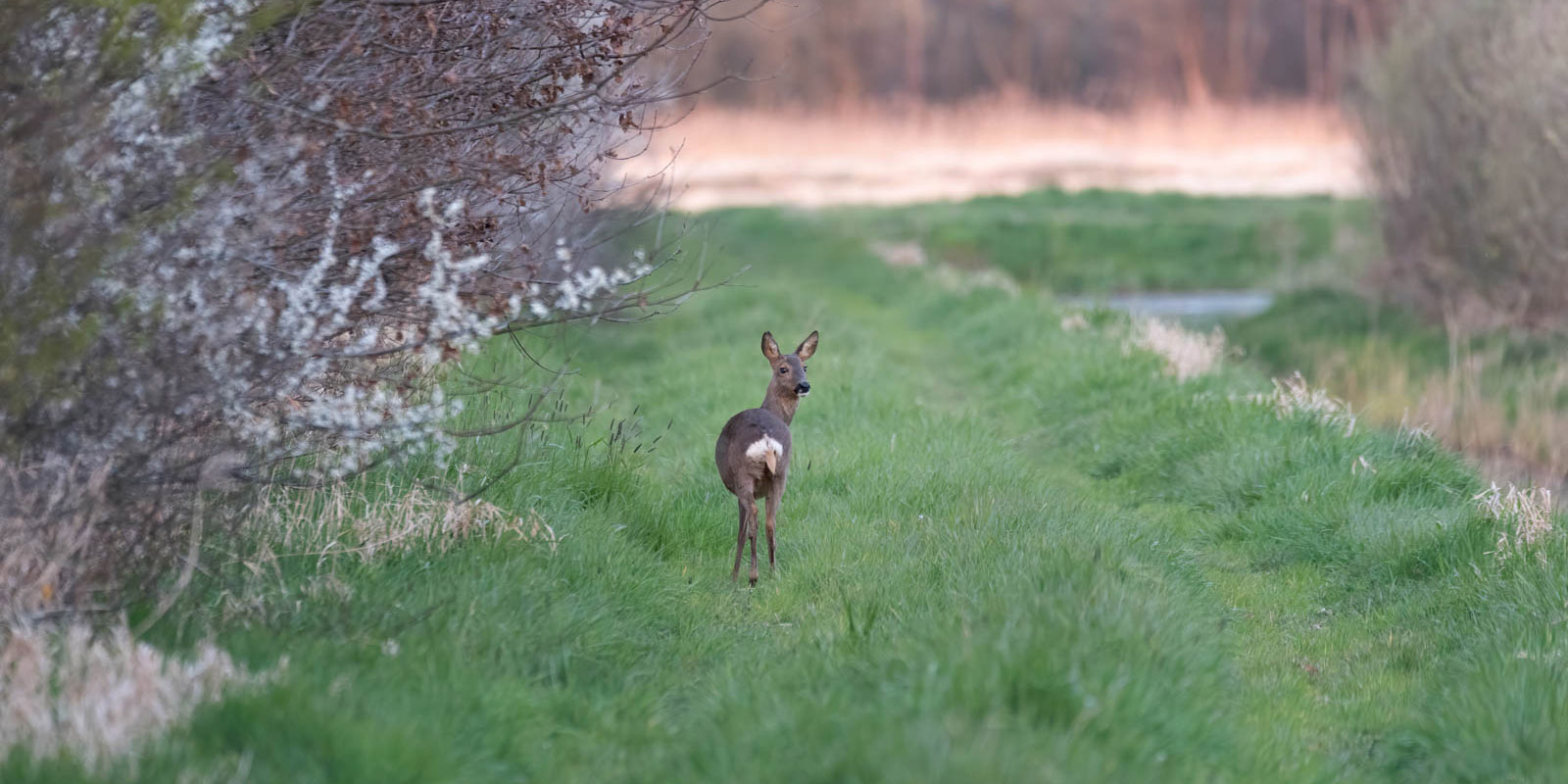 EDM2218_bewerkt breed