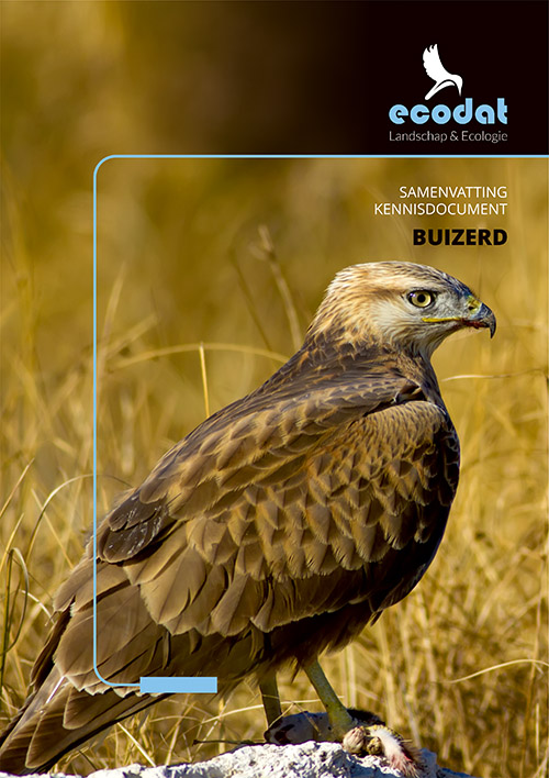 Samenvatting kennisdocument Buizerd
