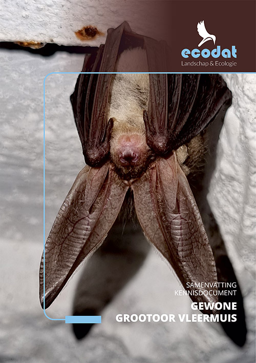 Samenvatting kennisdocument Gewone Grootoorvleermuis