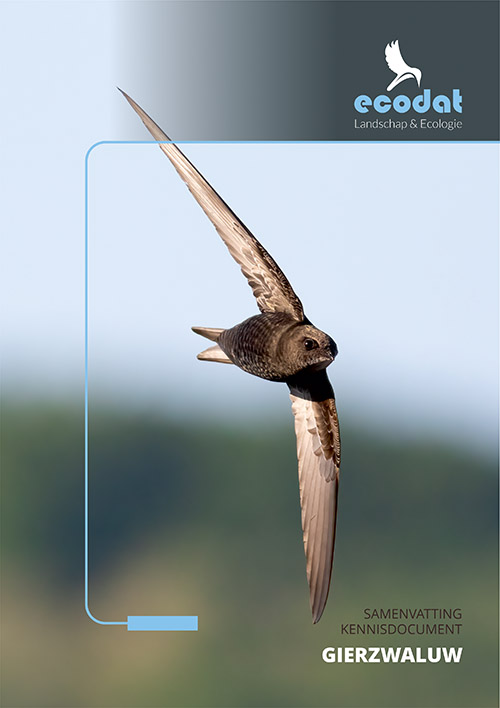 Samenvatting kennisdocument Gierzwaluw