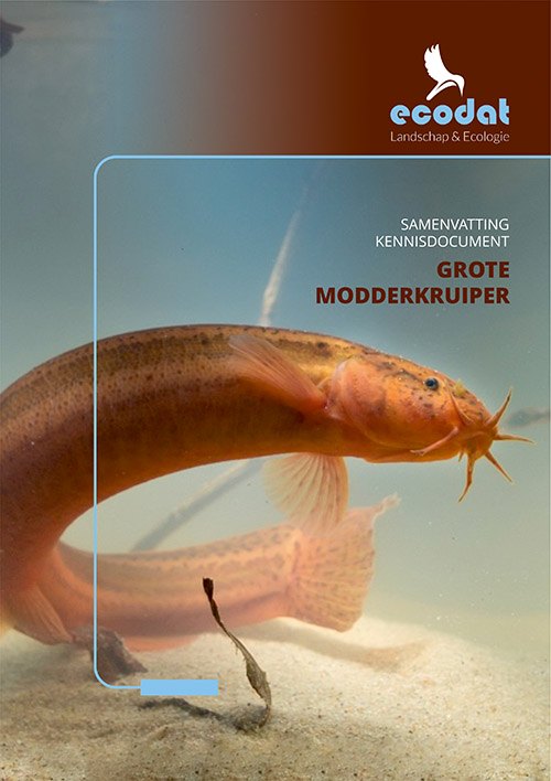 Samenvatting kennisdocument Grote Modderkruiper