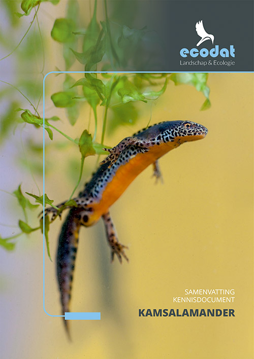 Samenvatting kennisdocument Kamsalamander