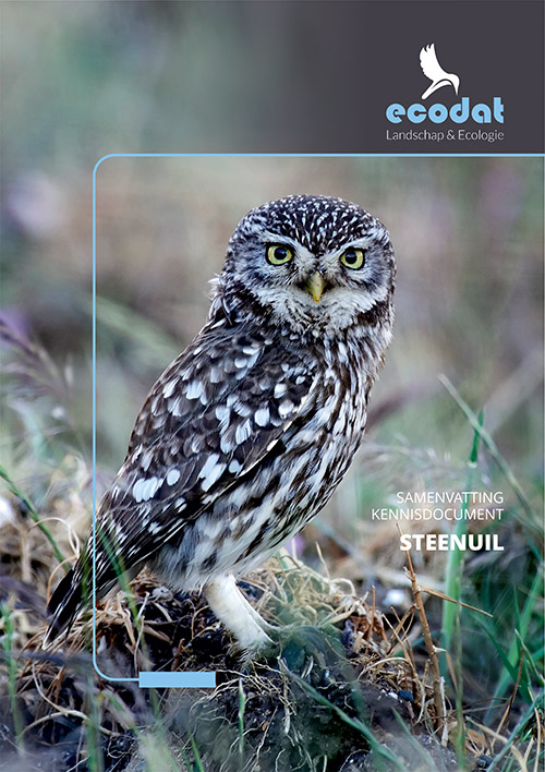 Samenvatting kennisdocument Steenuil