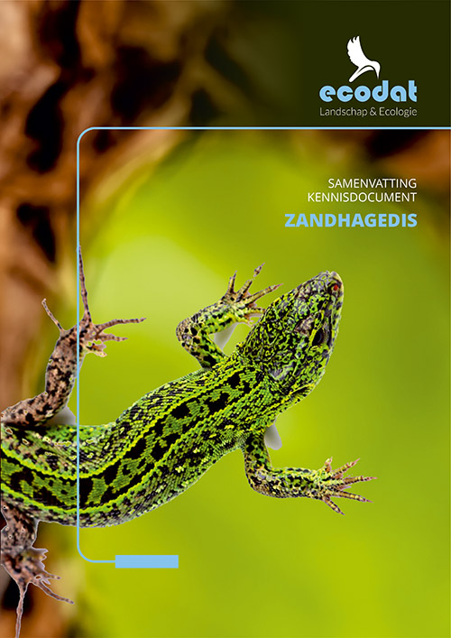 Samenvatting kennisdocument Zandhagedis